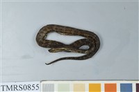 藏品(菊池氏龜殼花)的圖片